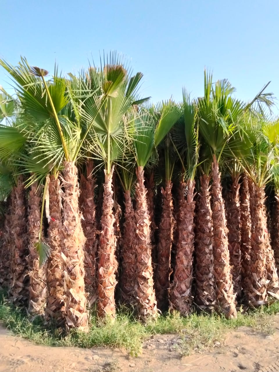 Whatsapp Image 2026 09 25 At 9 48 51 Pm – Prime Date Palm Trees UAE
